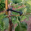 25 Pieces Fruit Tree Branch Spreader Set for Bonsai and Fruit Trees, Strong Spreading Tools with Adjustable Step Angle 4
