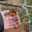 Bonsai Tools Set, Adjustable Trunk Cutting Regulator, Precision Garden Pruners, Branch Modulation and Shaping Tools 2