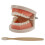 1 Set Child Teeth Study Oral Education Tooth Model Random Color 2