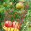 Picker 1pack Red For Fruit Picking 33.0x13.2x13.2in 11