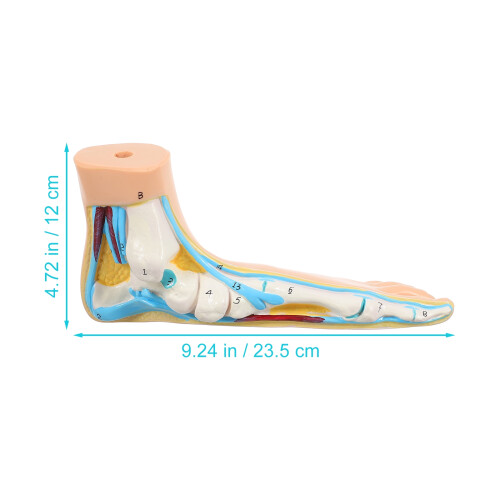 Classroom Teaching Flat Foot Model Human Foot Joint Model 1pcs 1
