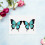 Specimen Tool Butterfly Display Box Eva 1set 6