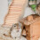 1Houten Climbingspeelgoed En Hamsters Met Golfdesign 7