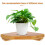 Worgeous  Storage Rack Corner Frame Aquariums Bamboo Partition 7