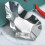 Oyster Shells Metal For Special Occasions 1pack 6