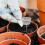 10 Pcs Fertilizer Box Fertilization Container Bonsai Manure Spike 5