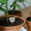 10 Pcs Fertilizer Box Fertilization Container Bonsai Manure Spike 3
