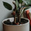 10 Pcs Fertilizer Box Fertilization Container Bonsai Manure Spike 4