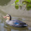 Raindrops Duck Decoy Hunting Eva Hunting Multi Random Style 1pcs 10