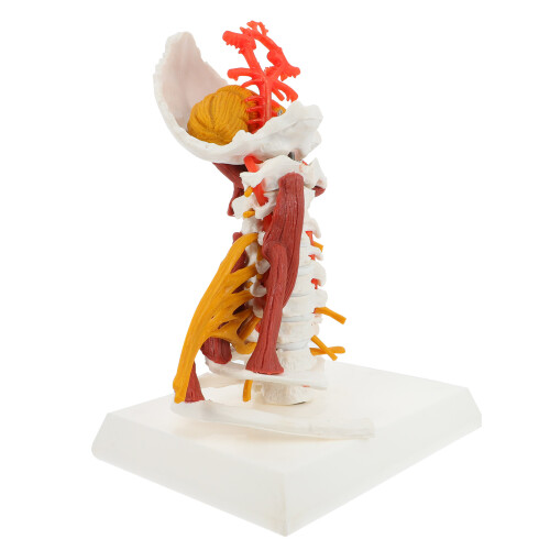 Human Cervicale Wervel Model Medisch Weergave
