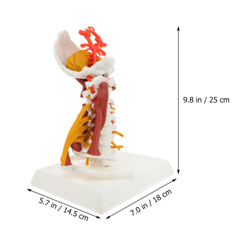 Human Cervicale Wervel Model Medisch Weergave 1