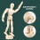 Display Mannequin Wood Mannequin Bamboo 1pack Drawing Model 7