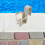 Pool Cup Organizer Plastic Grey 1pack 5.5*5.5*3.5in 11