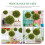 Raindrops 3pcs Topiary Plants For Seasonal Decor 12in 11