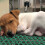 1set Dog Mat For Crate Pvc Green For Comfortable Space 11