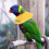 2 Pcs Collar Parrot Accessory Pet Recovery Anti-Pecking Protective 8