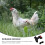 1 Set Of Rooster Harness Leash Pulling Rope Chicken Leash Chain 10