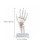 Hand Joint Model Pvc Human Demonstration Model 1pack 2