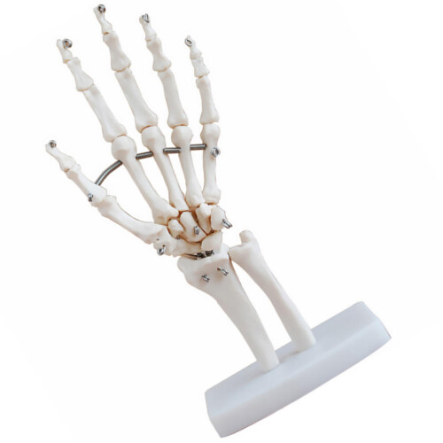 Hand Joint Model Pvc Human Demonstration Model 1pack