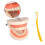 Removable Tooth Model Denture Teaching Oral Education Standard Teeth 10