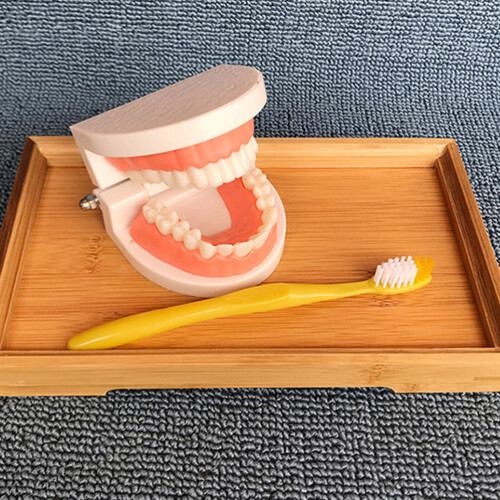 Removable Tooth Model Denture Teaching Oral Education Standard Teeth 2