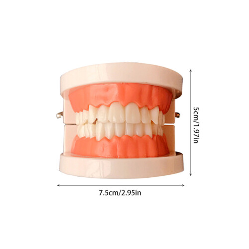 Removable Tooth Model Denture Teaching Oral Education Standard Teeth 1