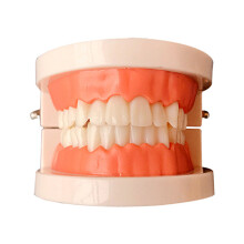 Removable Tooth Model Denture Teaching Oral Education Standard Teeth