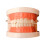 Removable Tooth Model Denture Teaching Oral Education Standard Teeth 1
