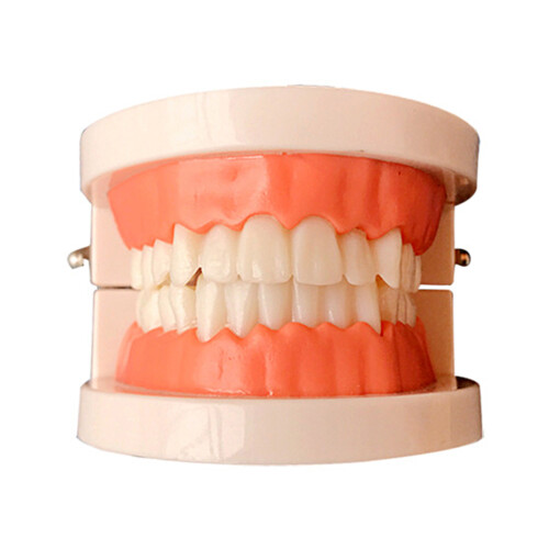Removable Tooth Model Denture Teaching Oral Education Standard Teeth