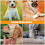 Collar Charms Dog Collar Bell Assorted Color 2set 7