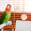 2St Vogelkooi Schroeven Speelgoed En Voederaccessoires 8