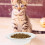 Kitten Feeding Bowls Paper Cat Bowls 20pack 10