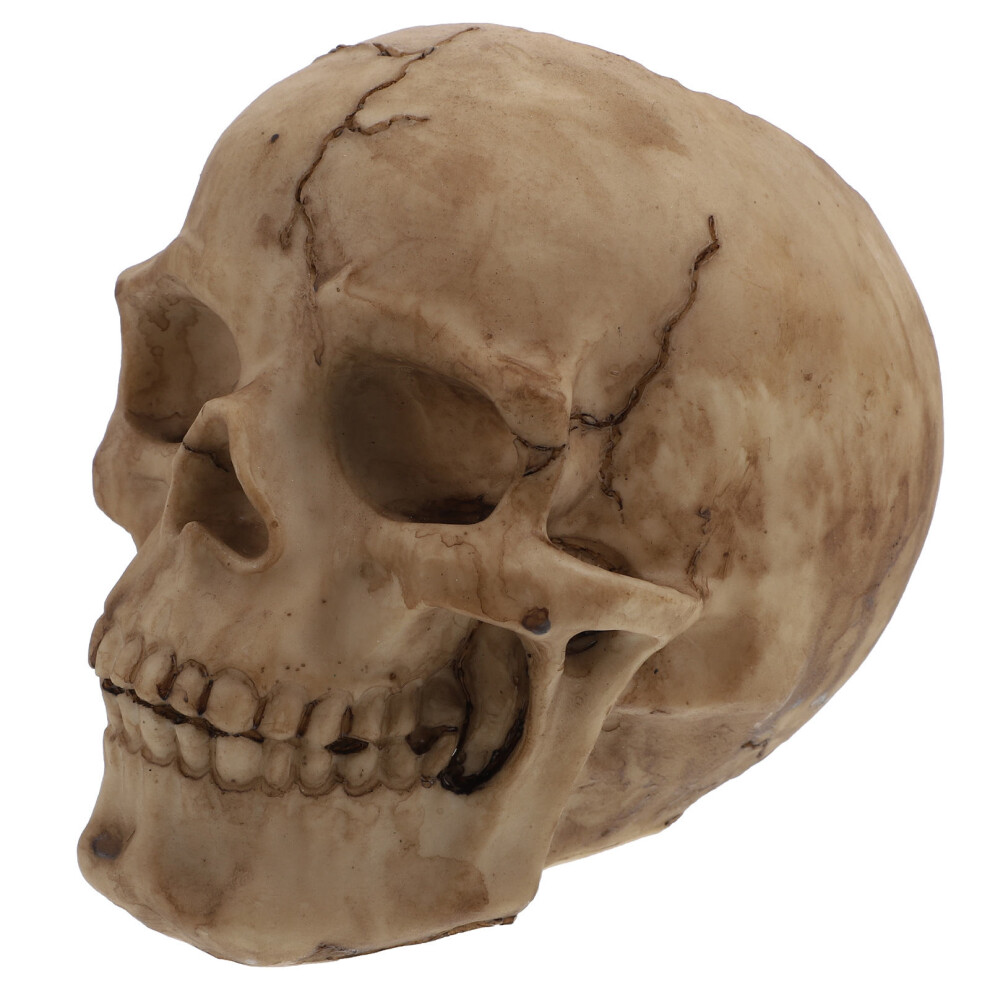 1pc Skull Vase Ashtray Resin Household-image-OPC-PK8J9QX-NEW