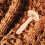 Champignon Patch Bois Pour Réparation Durable Bois 5