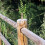 Worgeous  10 Pcs Railing Column Decoration Decorative Pillars 5