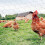 1 Roll Of Hexagonal Wire Mesh Art Net Chicken Wire Poultry Netting 3
