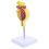 1 stks Menselijk Glomerulus Medisch Anatomie Model met Voetstuk 6