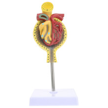 1 stks Menselijk Glomerulus Medisch Anatomie Model met Voetstuk