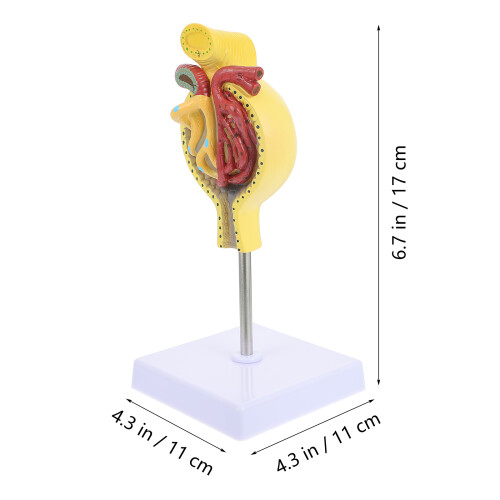 1 stks Menselijk Glomerulus Medisch Anatomie Model met Voetstuk 1
