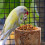 Parrot Bird Stand Wooden Perch Multi 1pack 4