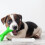 Dog Training Scent Stick Work Agility Equipment For Dogs Scentwork 5
