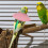 4Pcs Soft Multi Bird Collar Parrot Anti Bite Recovery Cone Protection 3
