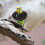 4Pcs Soft Multi Bird Collar Parrot Anti Bite Recovery Cone Protection 4