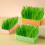 3 Pcs Cat Grass Planter Digging Growing Planting Box 5