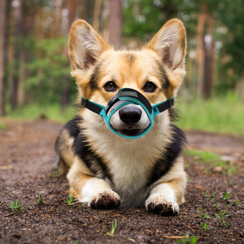 Dog Muzzle For Shih Tzu Breathable 2