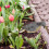 2pcs Simulation Animal Model Pigeon Or Crafts 10