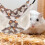 Hamster Hideout Hammock Coffee Plush 1 Set 7