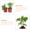 Vine Climbing Support Rack Plastic 8pcs 12x7.3x0.1in 11