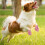 Summer Design Dog Boots Pink 4pcs 3