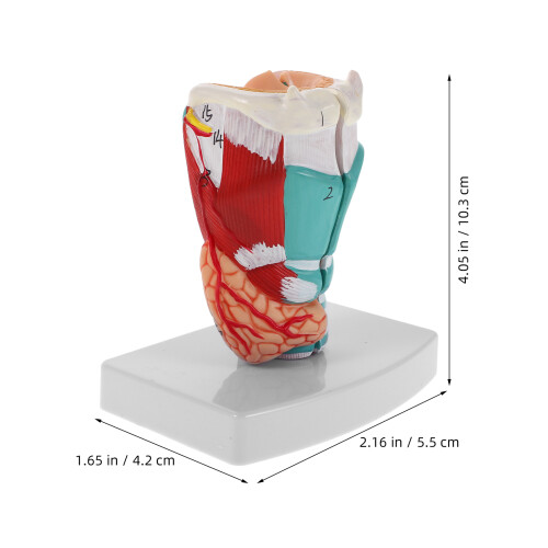 Laryngeal Anatomy Model For Scientific Study Pvc 1pcs 2